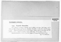 Septoria brunellae image